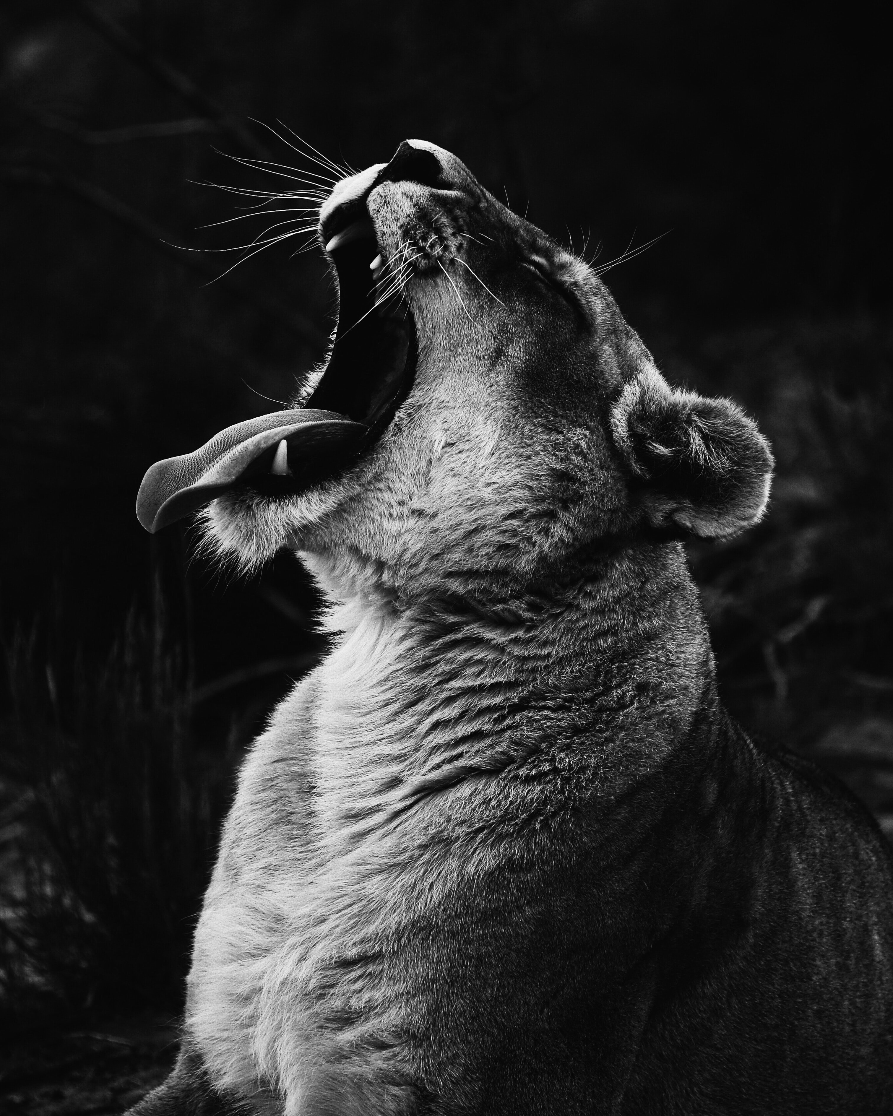 Lion Yawn