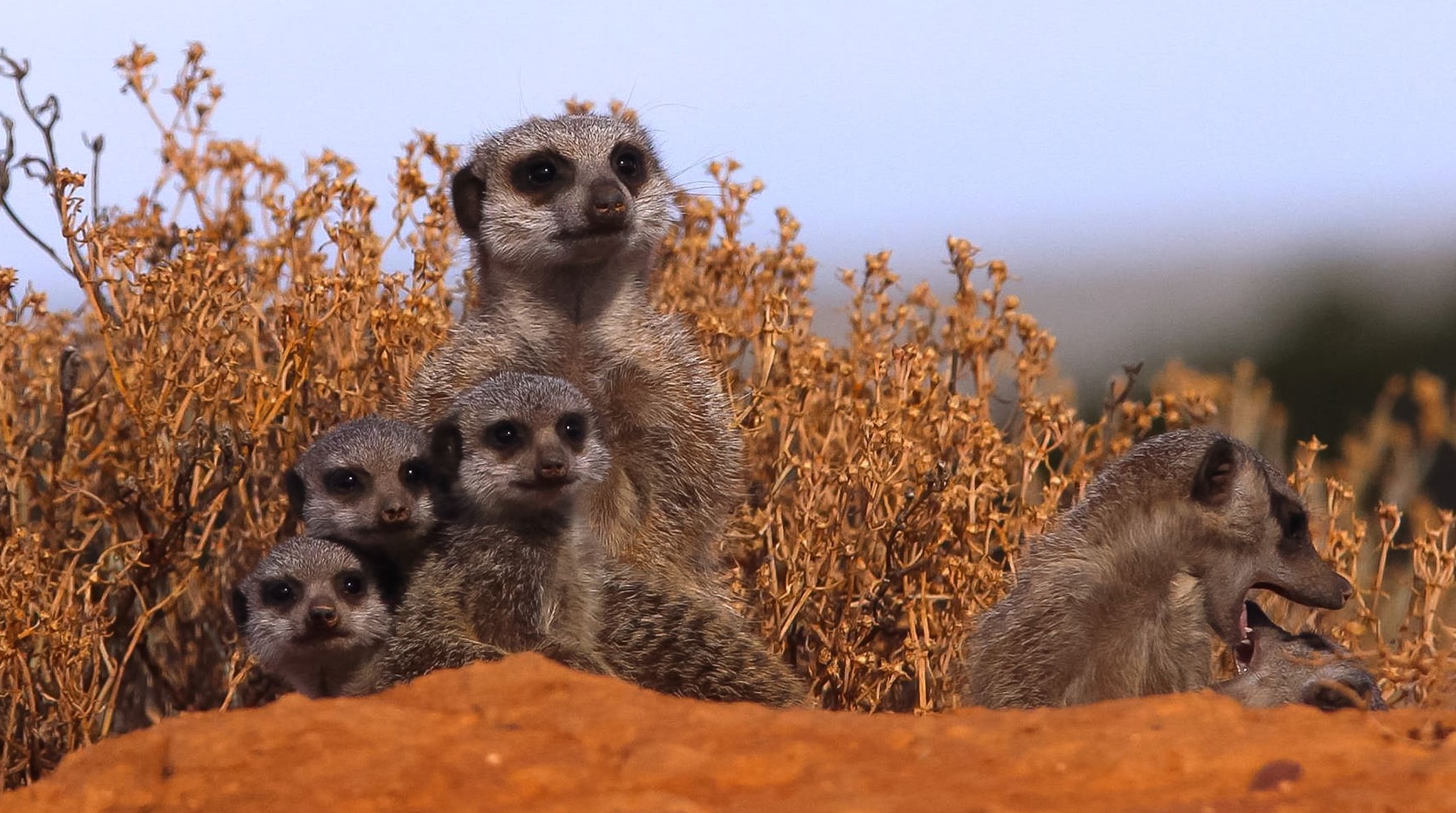 Meerkat cropped