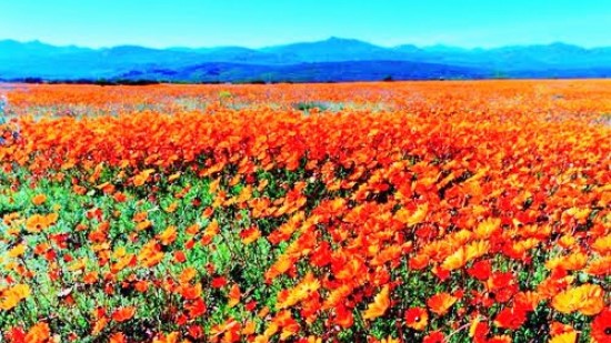 Namaqualand Flowers