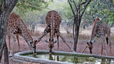 Needles Lodge - Wildlife 2