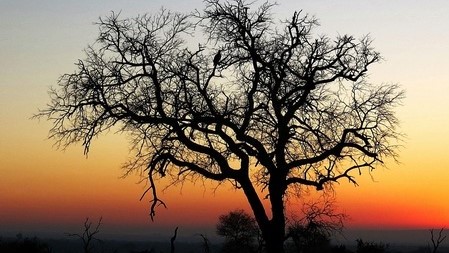 Needles Lodge - Wildlife