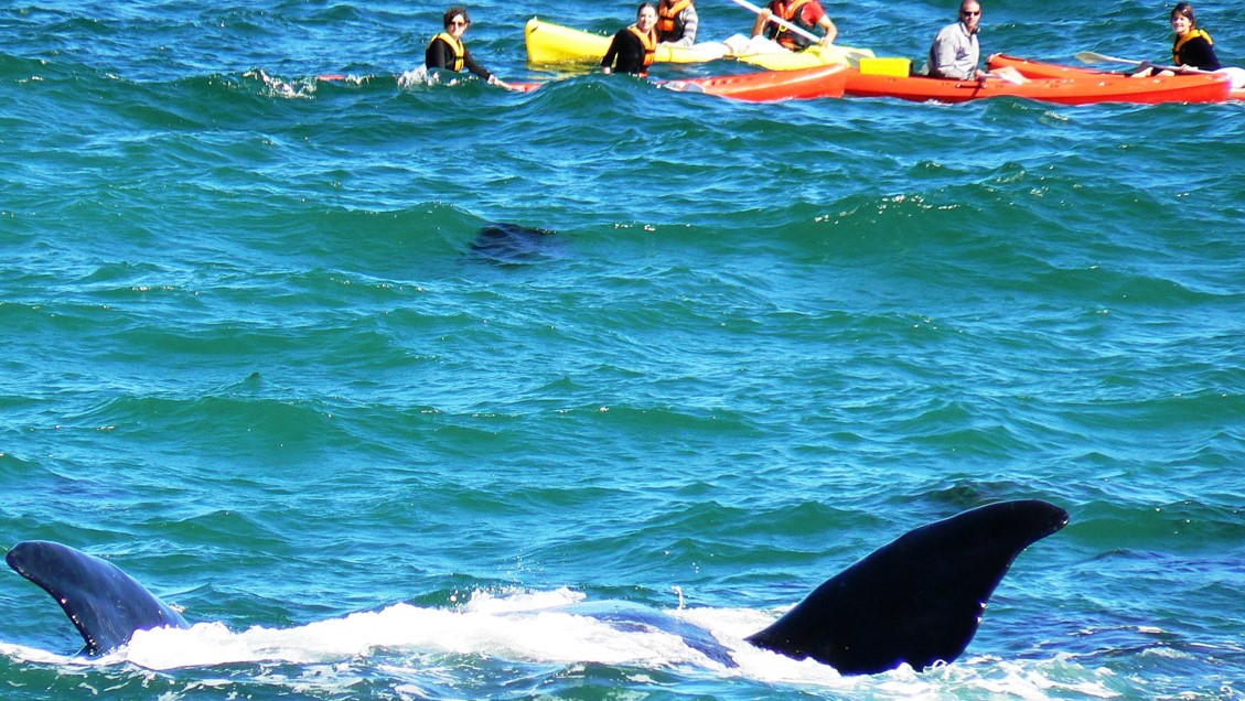 Pic-of-whales-directly-in-front-of-Misty-Waves-5