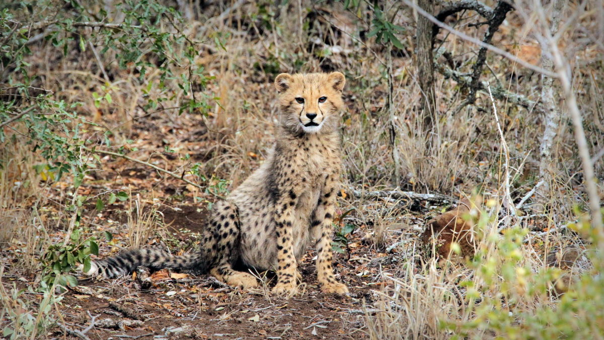 Thanda Cheetah Cub