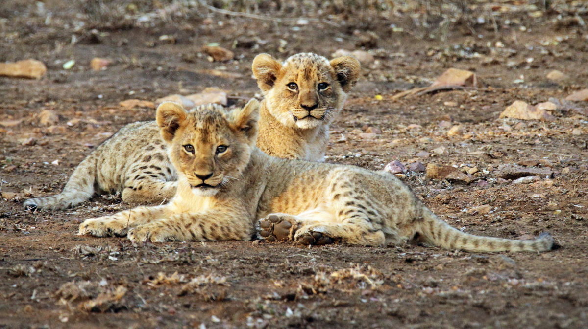 Thanda Lion Cubs